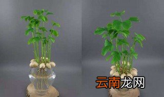 桂花树生根水的制作方法 桂花树水培生根方法
