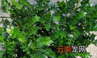 水培清香木的养殖方法 清香木水培方法