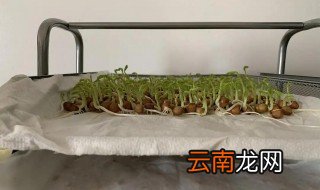豌豆苗怎么用水培养的 豌豆苗水培方法