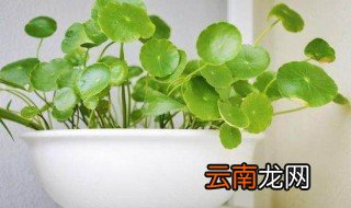 铜钱草种子水培方法，铜钱草种子可以直接水培吗