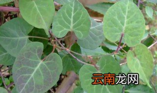 何首乌养家里有什么风水禁忌 何首乌种在阳台能聚财吗