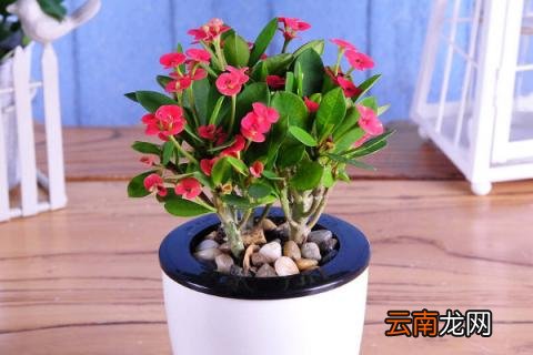 铁海棠的花语和寓意