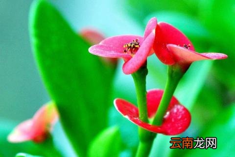 铁海棠的花语和寓意