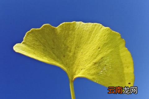 送人银杏叶的寓意