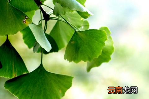 送人银杏叶的寓意