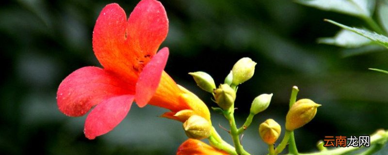 凌霄花花语