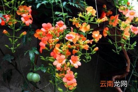 凌霄花花语