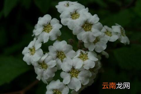 雪滴花的含义
