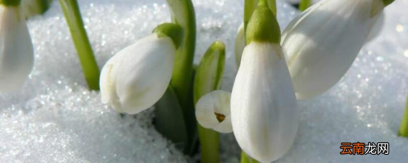 雪滴花的含义