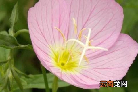 香豌豆花语