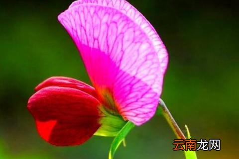 香豌豆花语