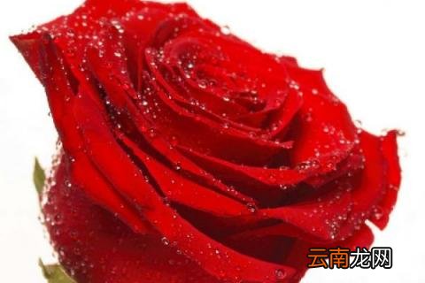 2朵玫瑰代表什么