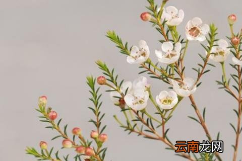 澳洲腊梅花语