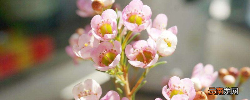 澳洲腊梅花语