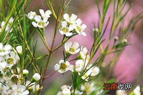 澳洲腊梅花语