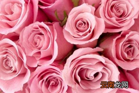 11朵粉色玫瑰花语
