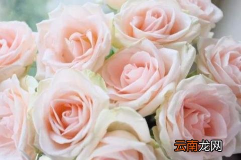 11朵粉色玫瑰花语