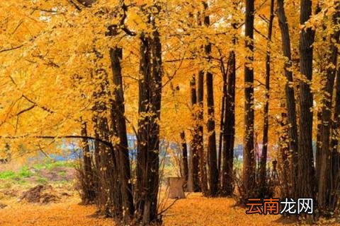 银杏树的寄语