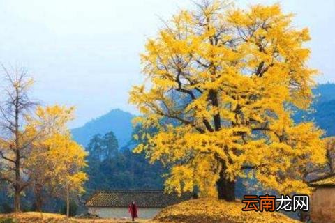 银杏树的寄语