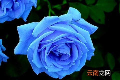 蓝玫瑰代表什么意思