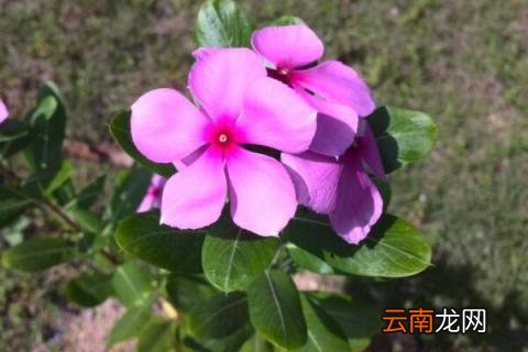 五叶梅的花语