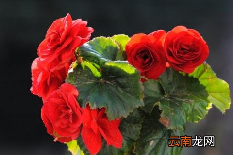 秋海棠象征什么
