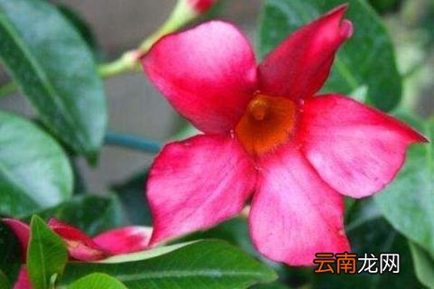红蝉花的寓意