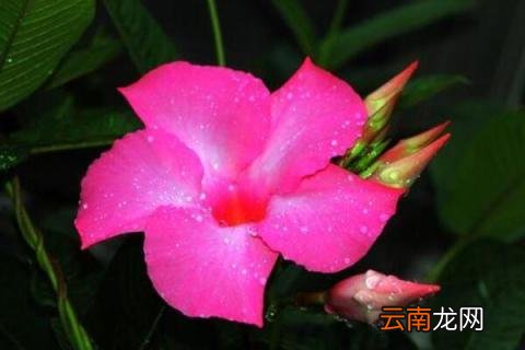红蝉花的寓意