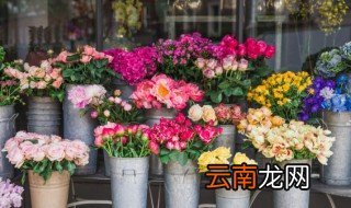 什么开花植物适合种阳台 适合阳台开花的植物