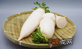 白萝卜水培步骤 白萝卜水培方法