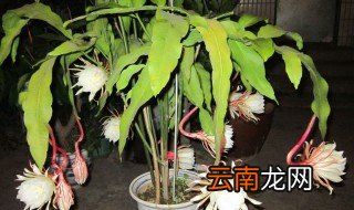昙花水培方法 昙花 水培