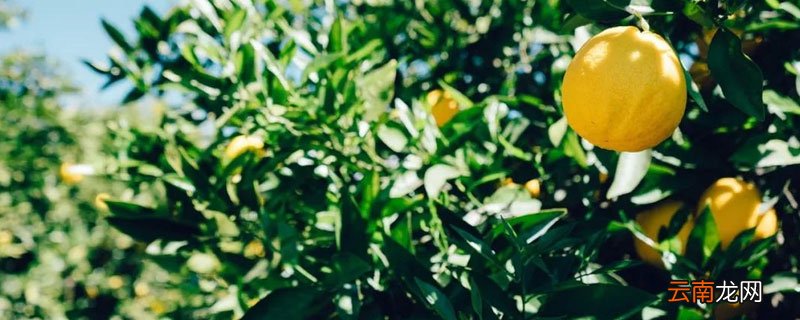 柠檬水苦的怎么回事 柠檬发苦是怎么回事