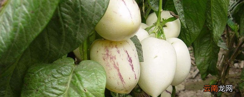 人参果落花怎么办 人参果开花要怎样挂果