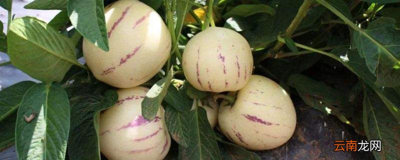 人参果苗北方可以种植吗 人参果北方种植技术