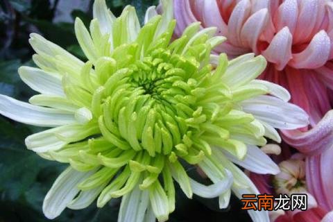 生日送菊花是什么意思