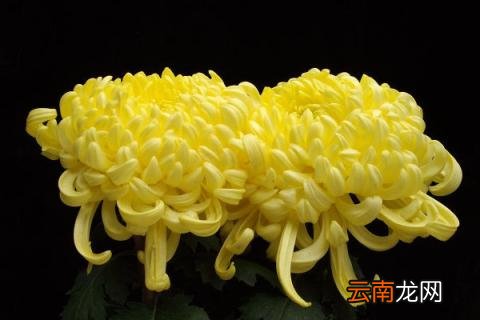 生日送菊花是什么意思