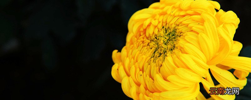 生日送菊花是什么意思