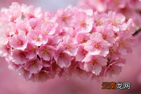 日本樱花的花语