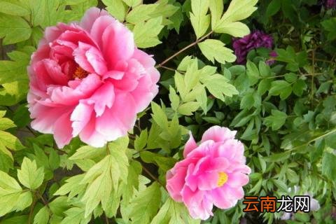 牡丹的花语