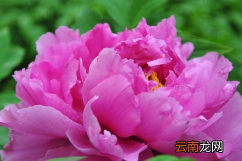 牡丹的花语