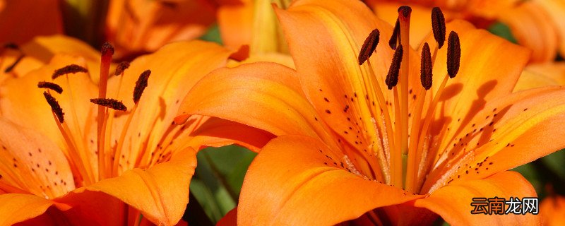 火百合花语