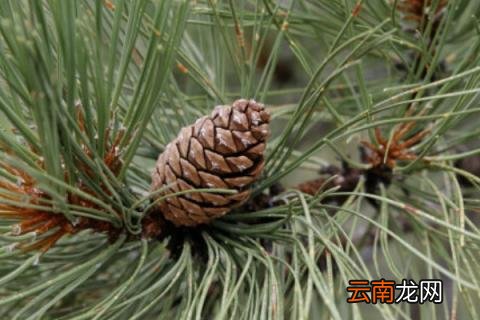 油松寓意