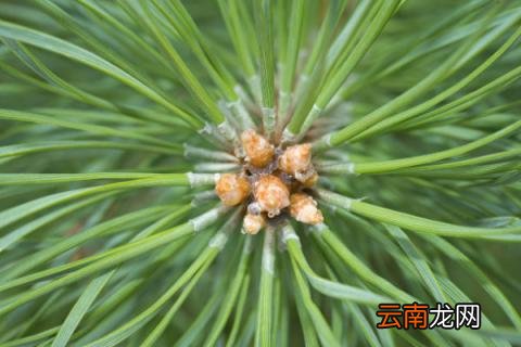 油松寓意