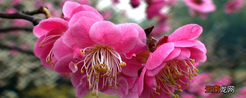 梅花的意思