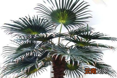 棕榈树的寓意及花语