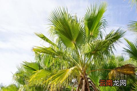 棕榈树的寓意及花语