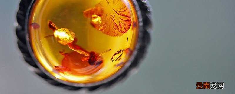 课文琥珀是怎么形成的过程 课文琥珀的形成过程