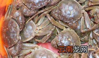 毛蟹怎么存放 毛蟹的存放方法是怎样的