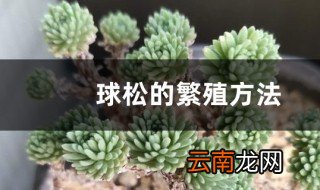 球松多肉扦插繁殖方法 球松如何繁殖