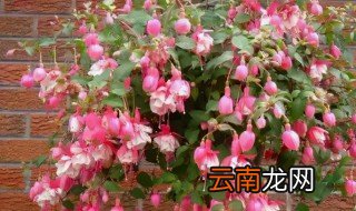 倒挂金钟水培方法 倒挂金钟如何水培